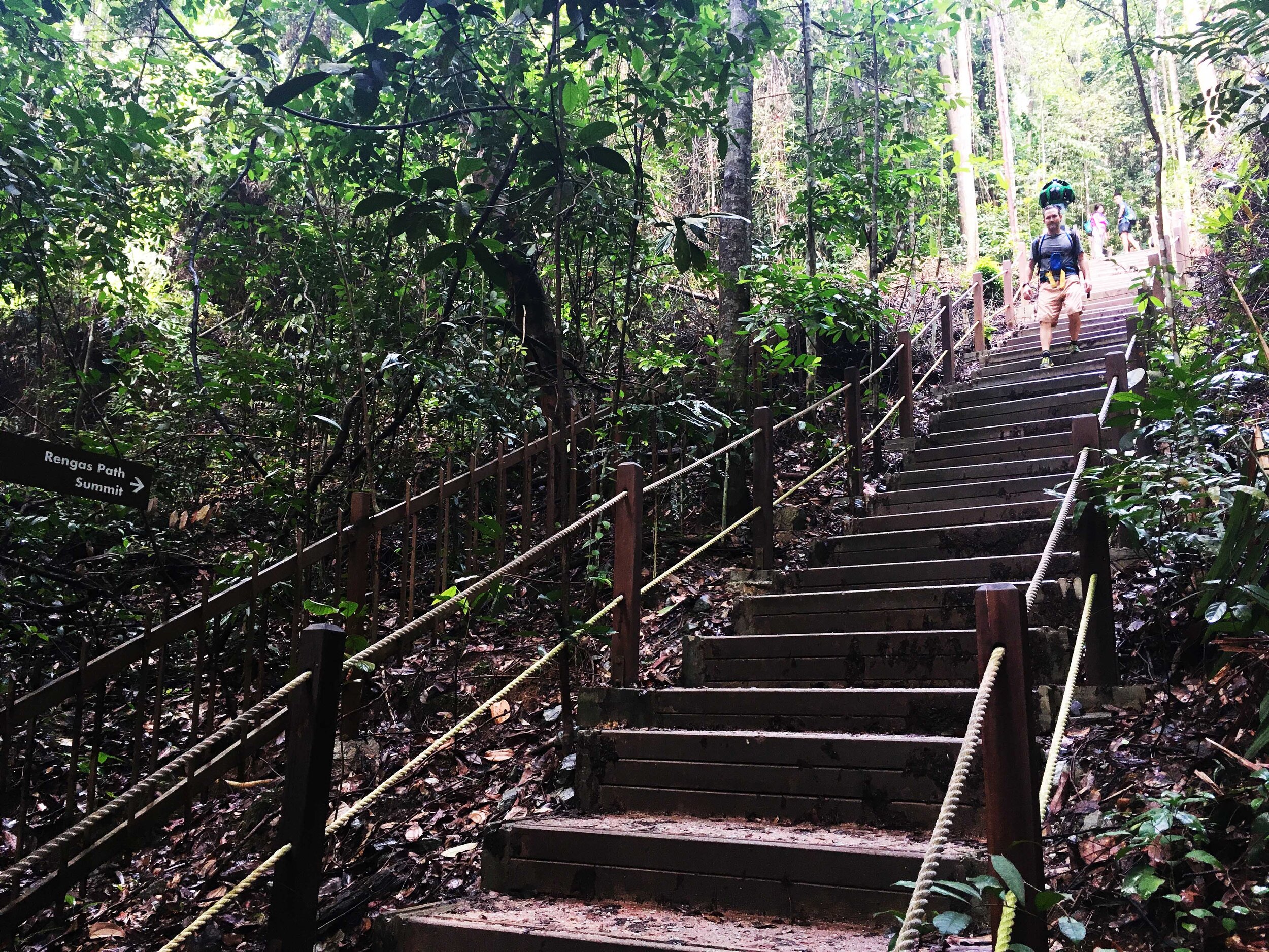 Bukit Timah Nature Reserve courtesy Justrunlah!.jpg